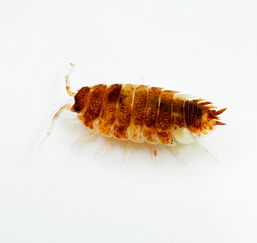 Porcellio Scaber